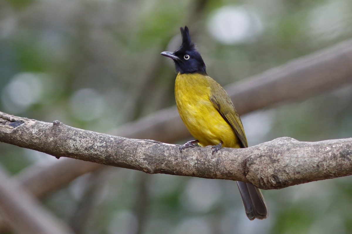 Black-crested Bulbul - ML644082329