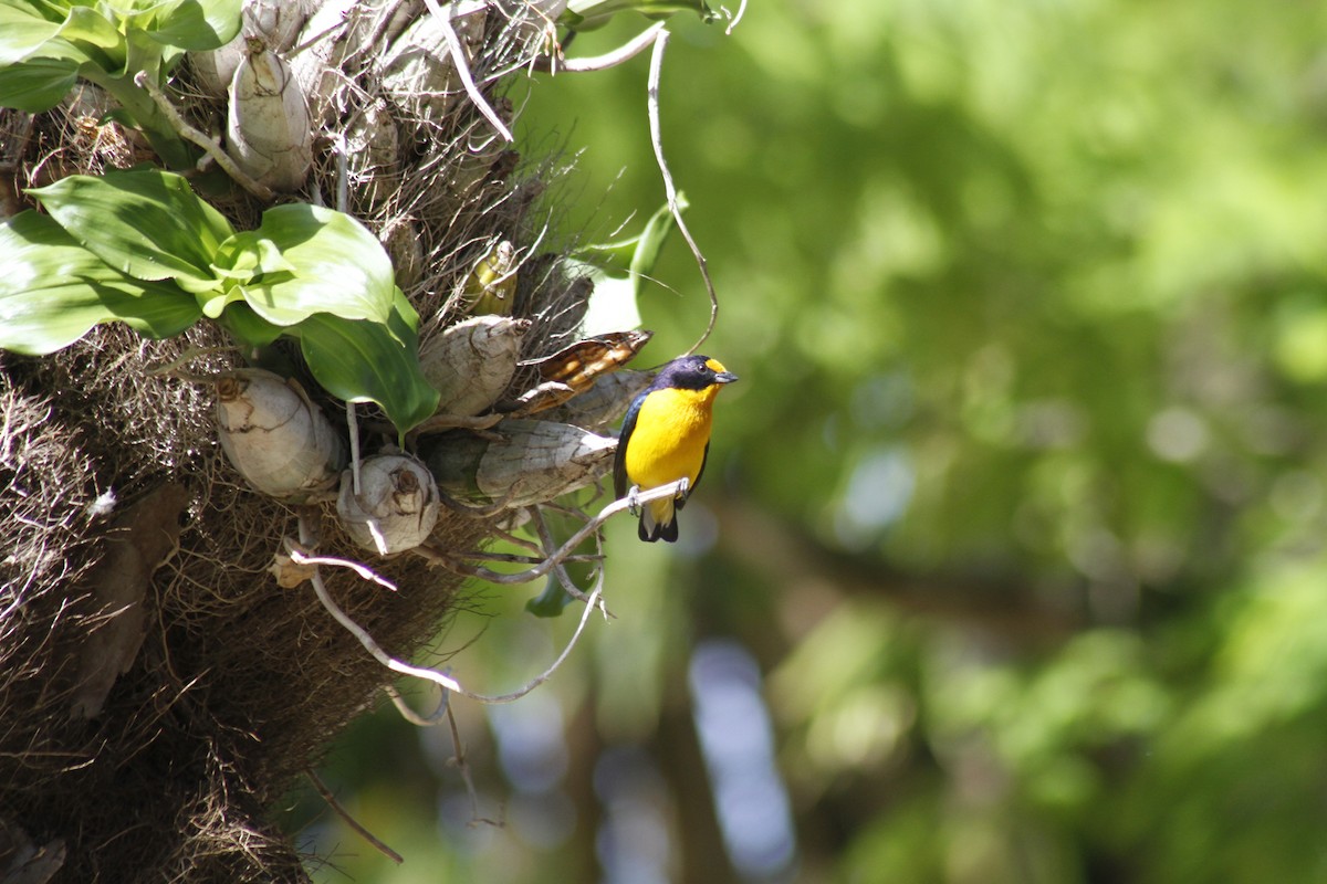 Violaceous Euphonia - ML644082341