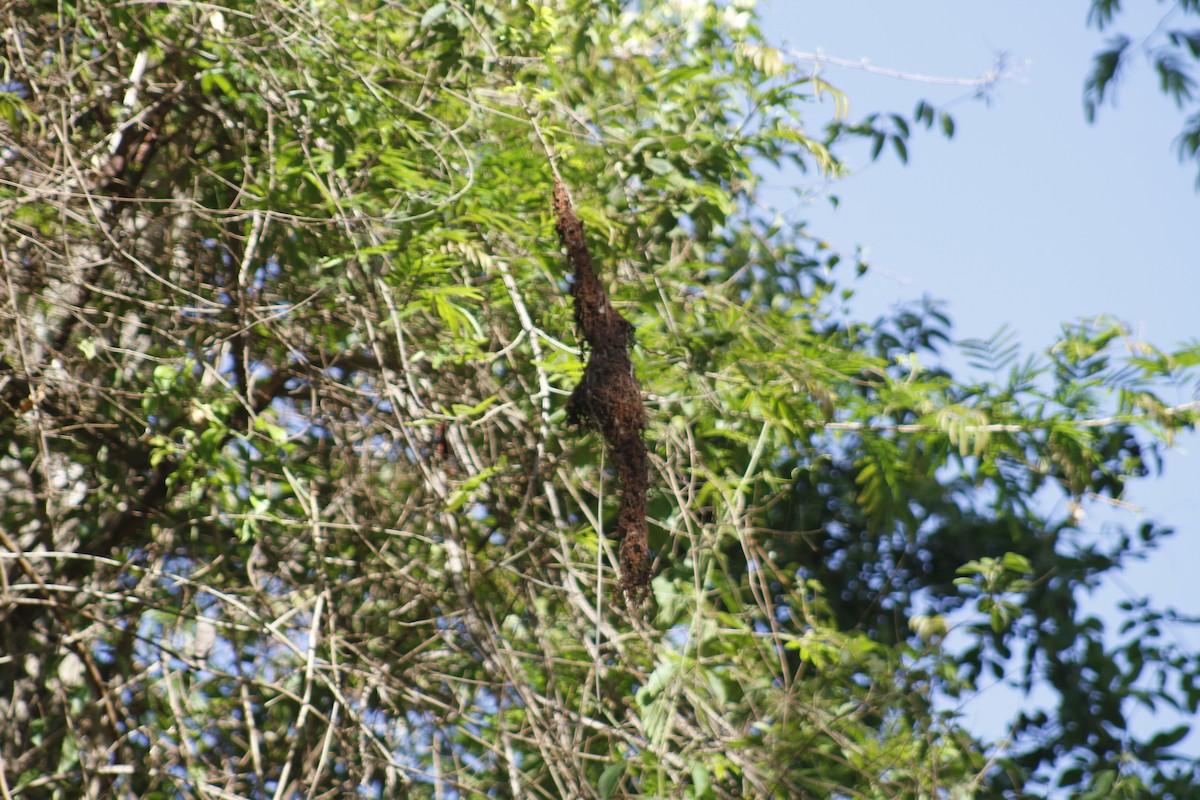 Common Tody-Flycatcher - ML644082343