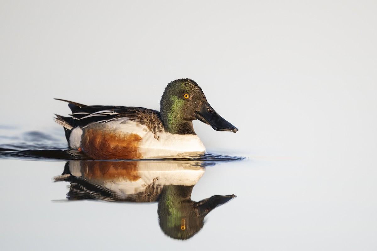 ハシビロガモ - ML644082354