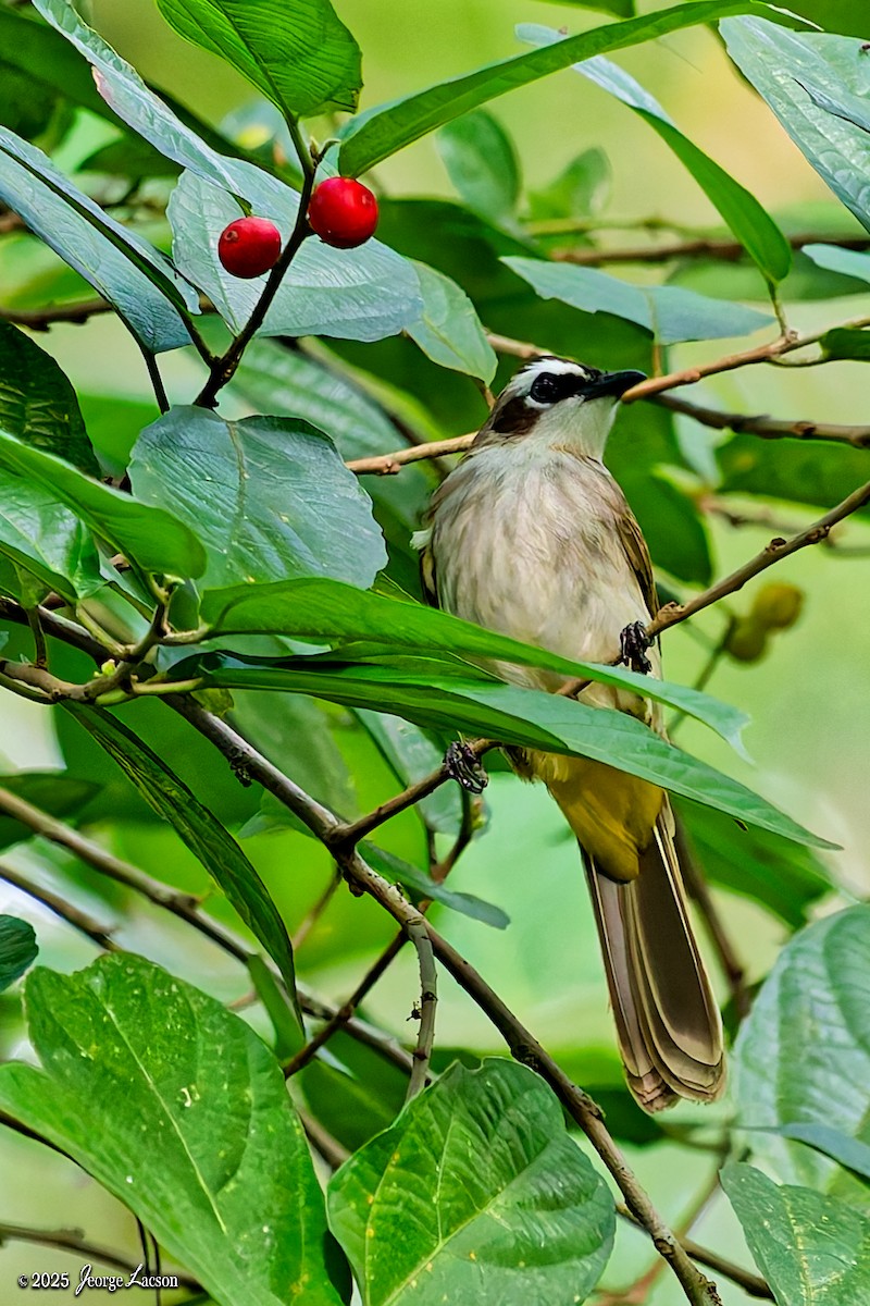 Yellow-vented Bulbul - ML644082362