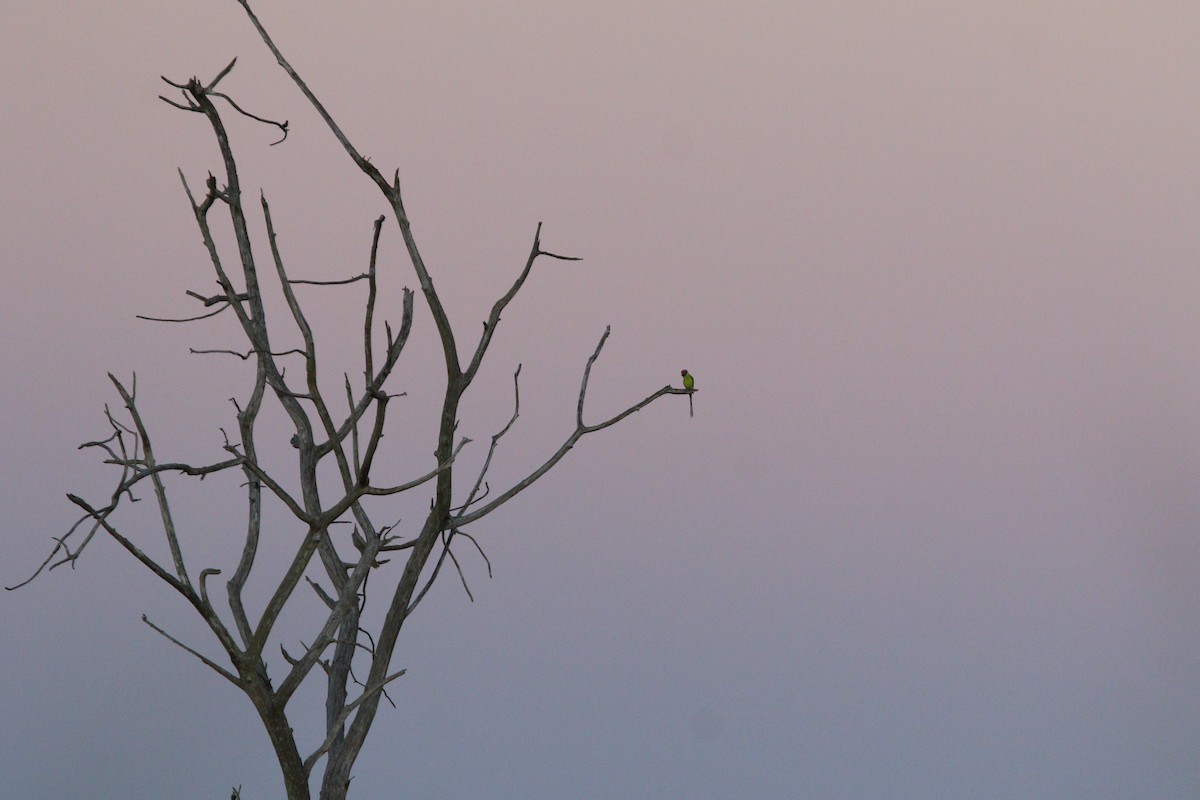 Plum-headed Parakeet - ML644082367