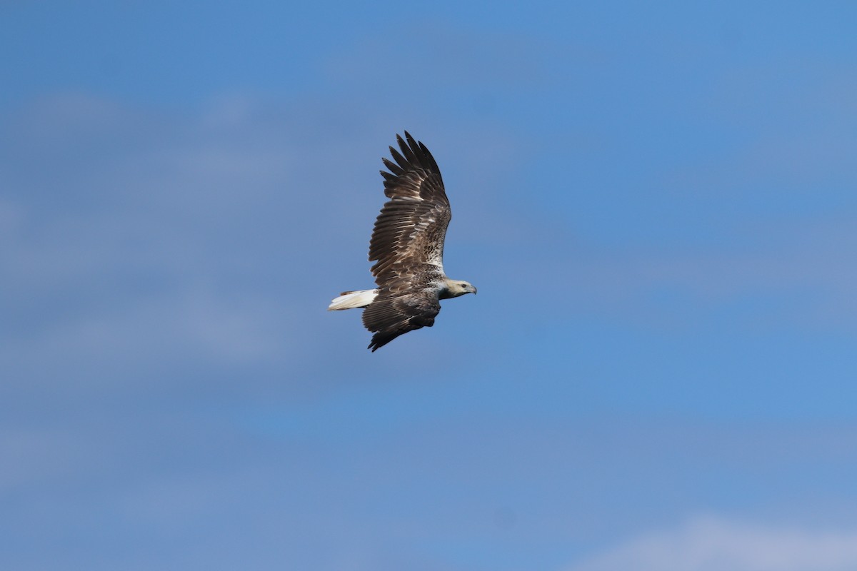 White-bellied Sea-Eagle - ML644082391