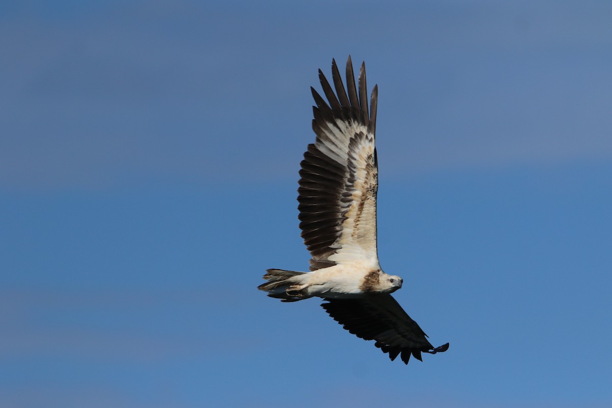 White-bellied Sea-Eagle - ML644082392