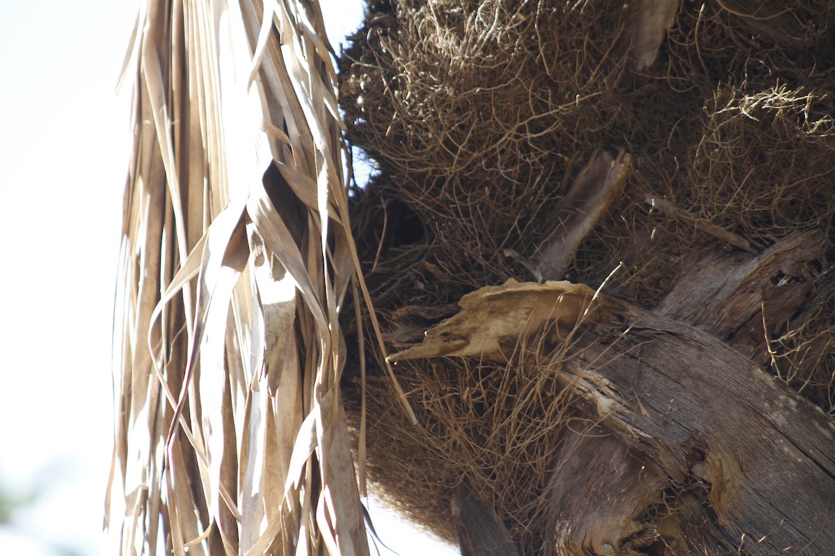 Violaceous Euphonia - ML644082403