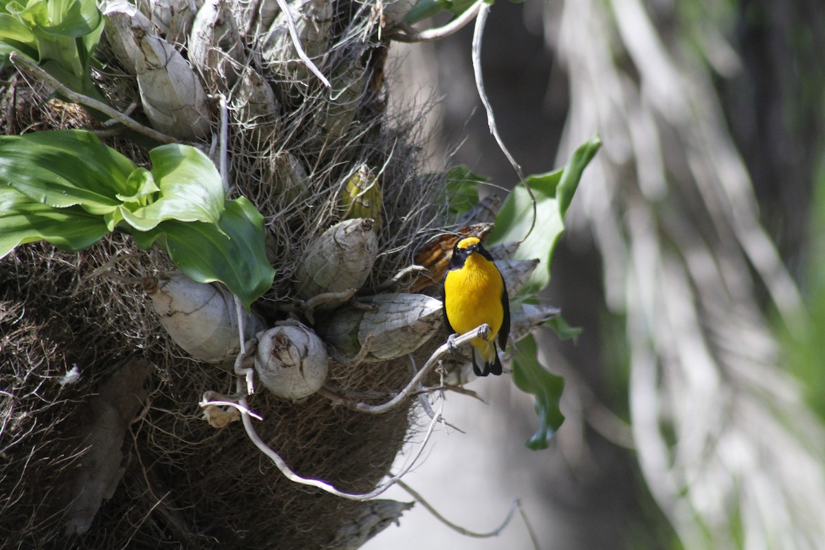 Violaceous Euphonia - ML644082405