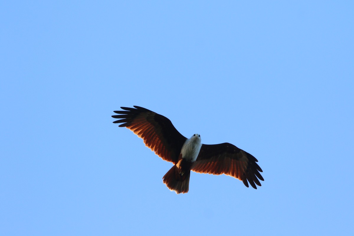 Brahminy Kite - ML644082420