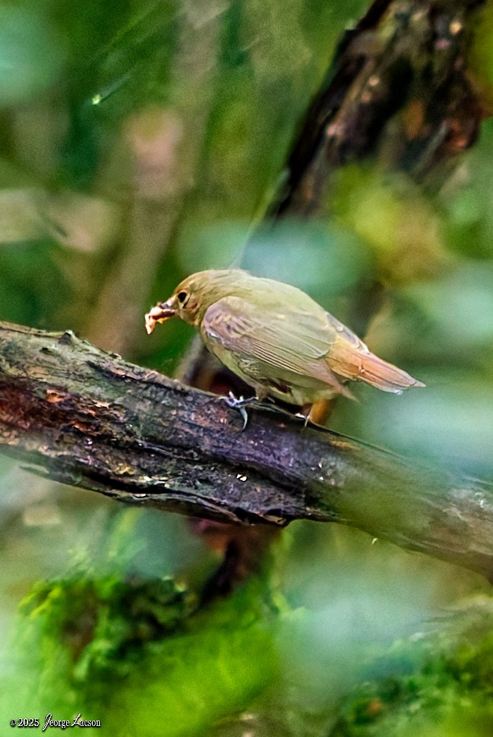 Narcissus Flycatcher - ML644082427