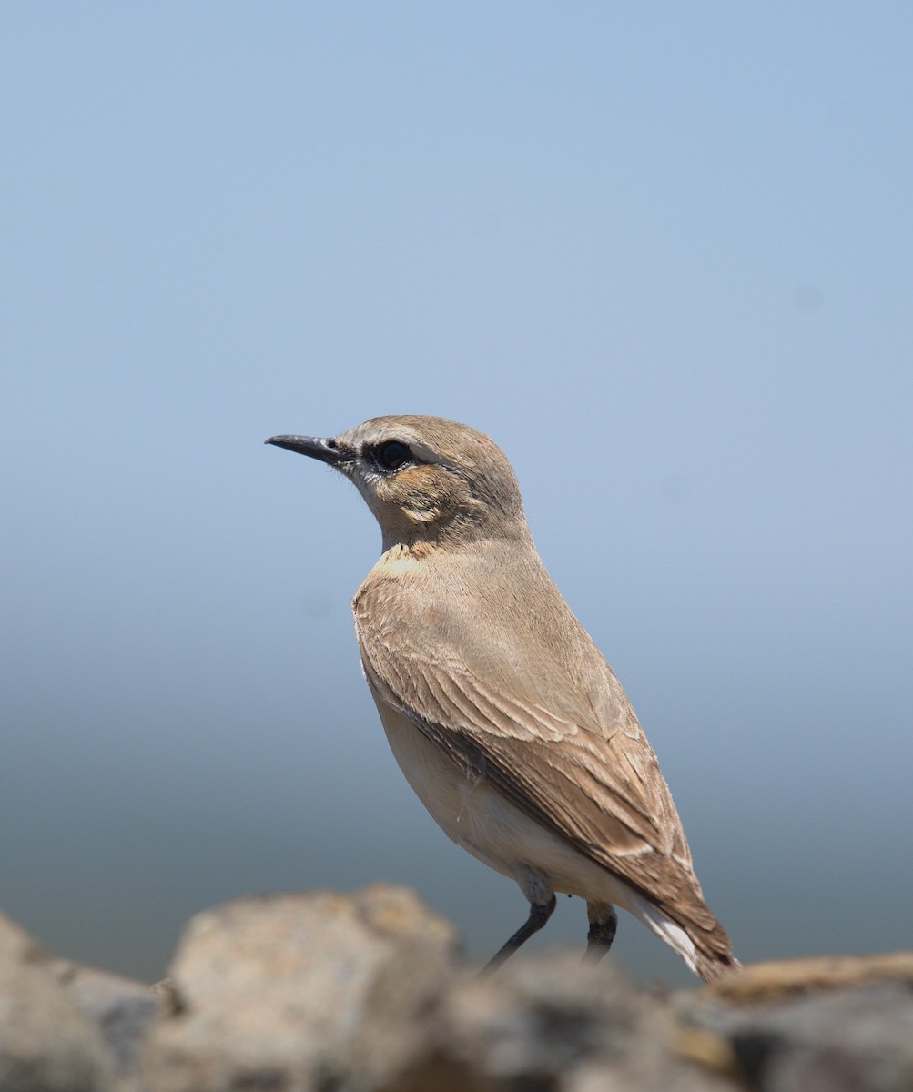 Isabelline Wheatear - ML644082433
