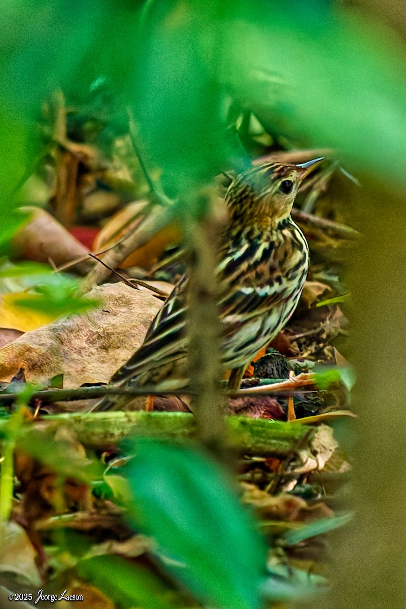 Pechora Pipit - ML644082434