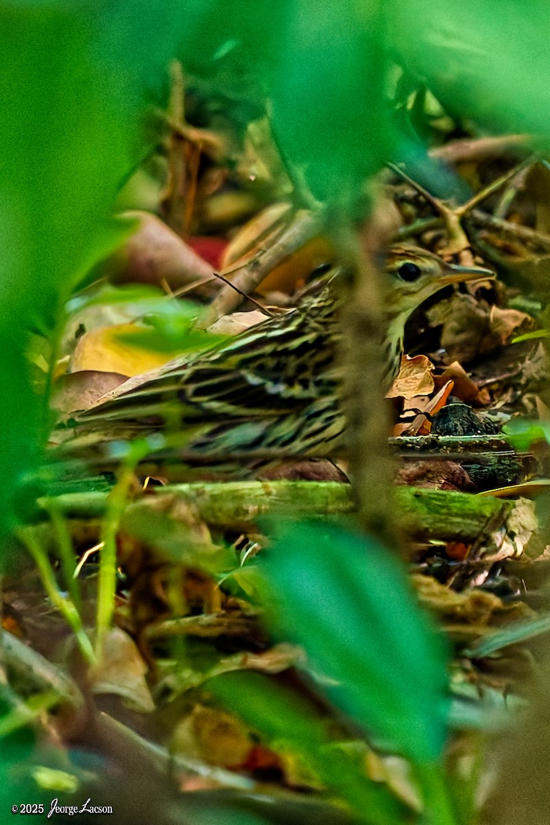 Pechora Pipit - ML644082435