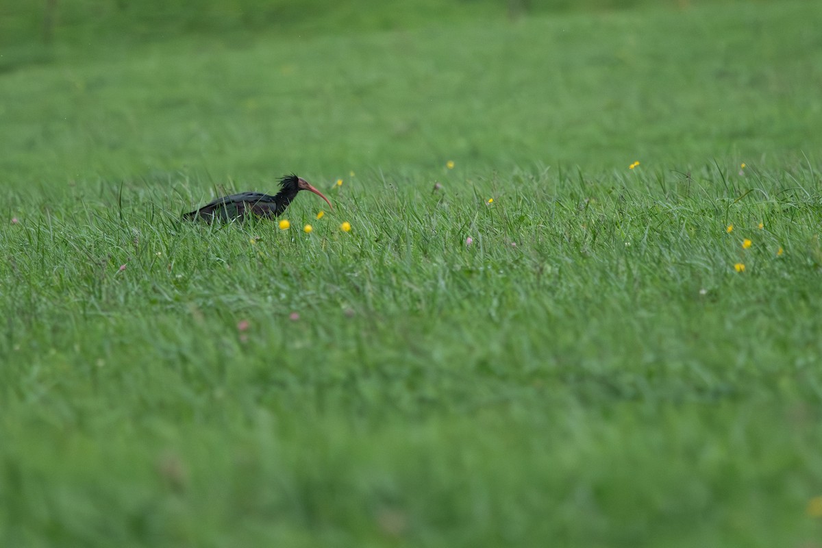 skallet ibis - ML644082438