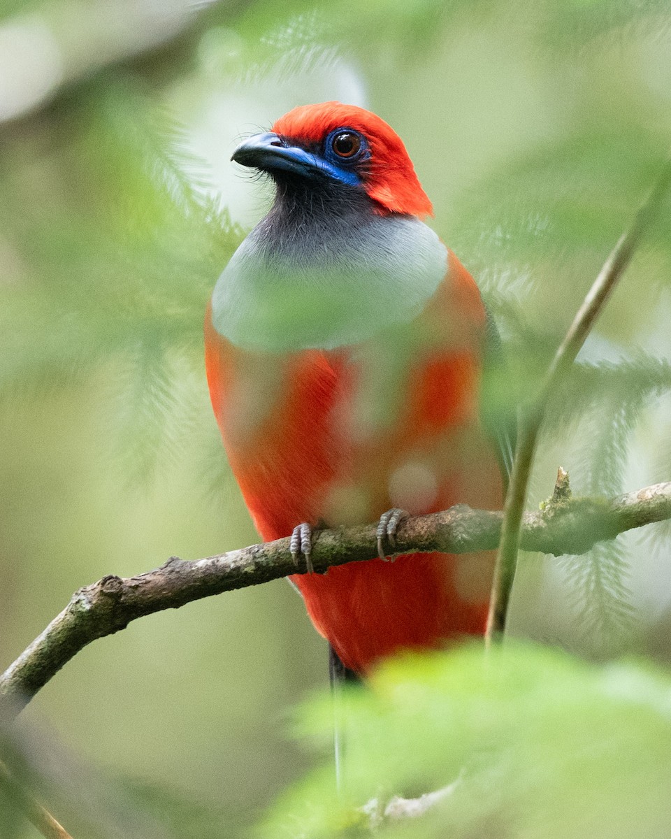 Whitehead's Trogon - ML644082459