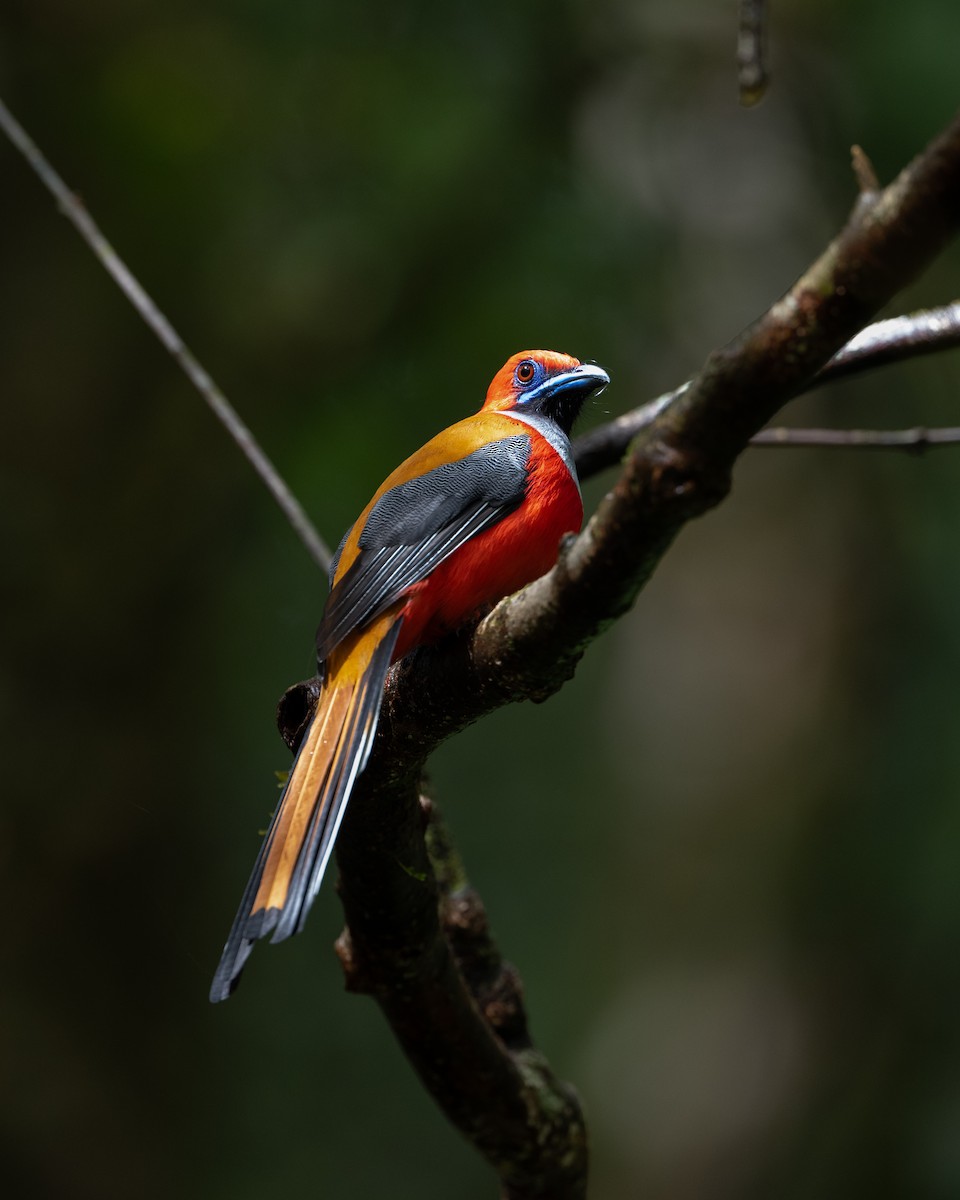 Whitehead's Trogon - ML644082460