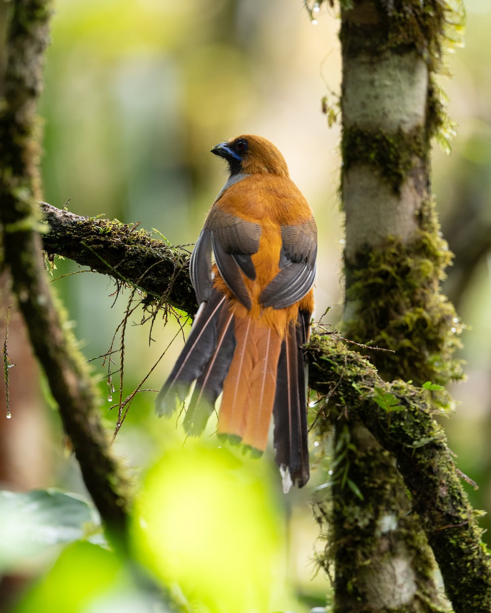 Whitehead's Trogon - ML644082461