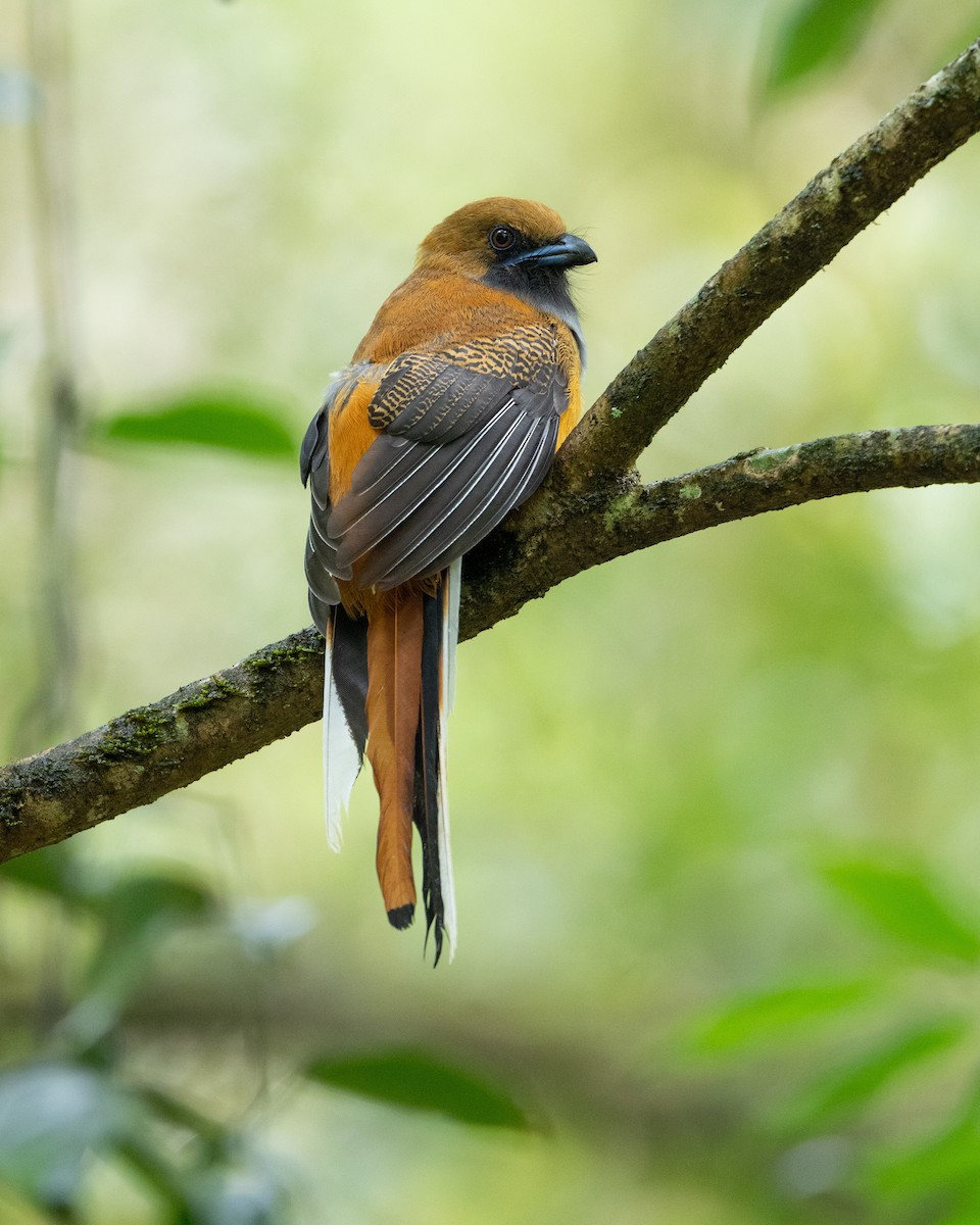 Whitehead's Trogon - ML644082462