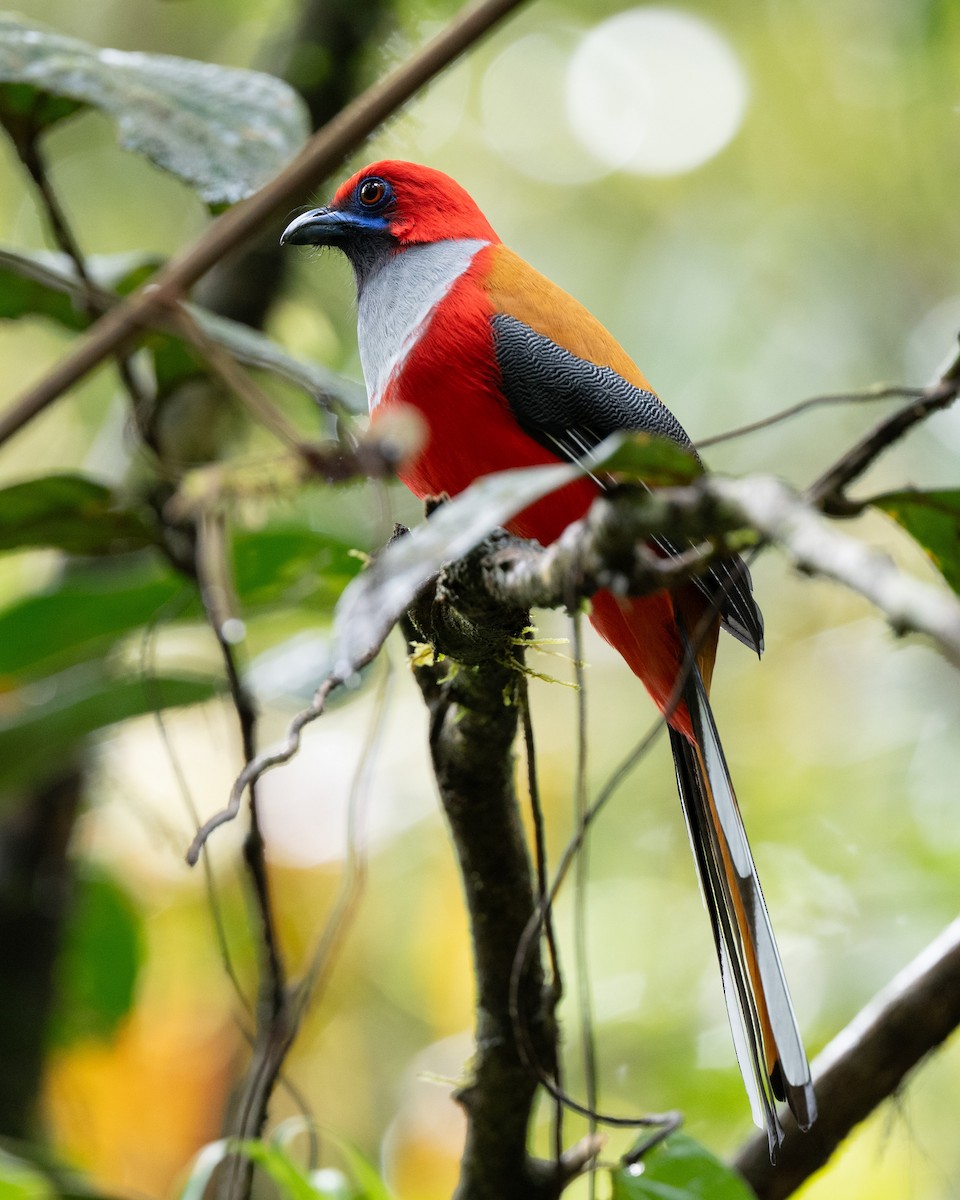 Whitehead's Trogon - ML644082463