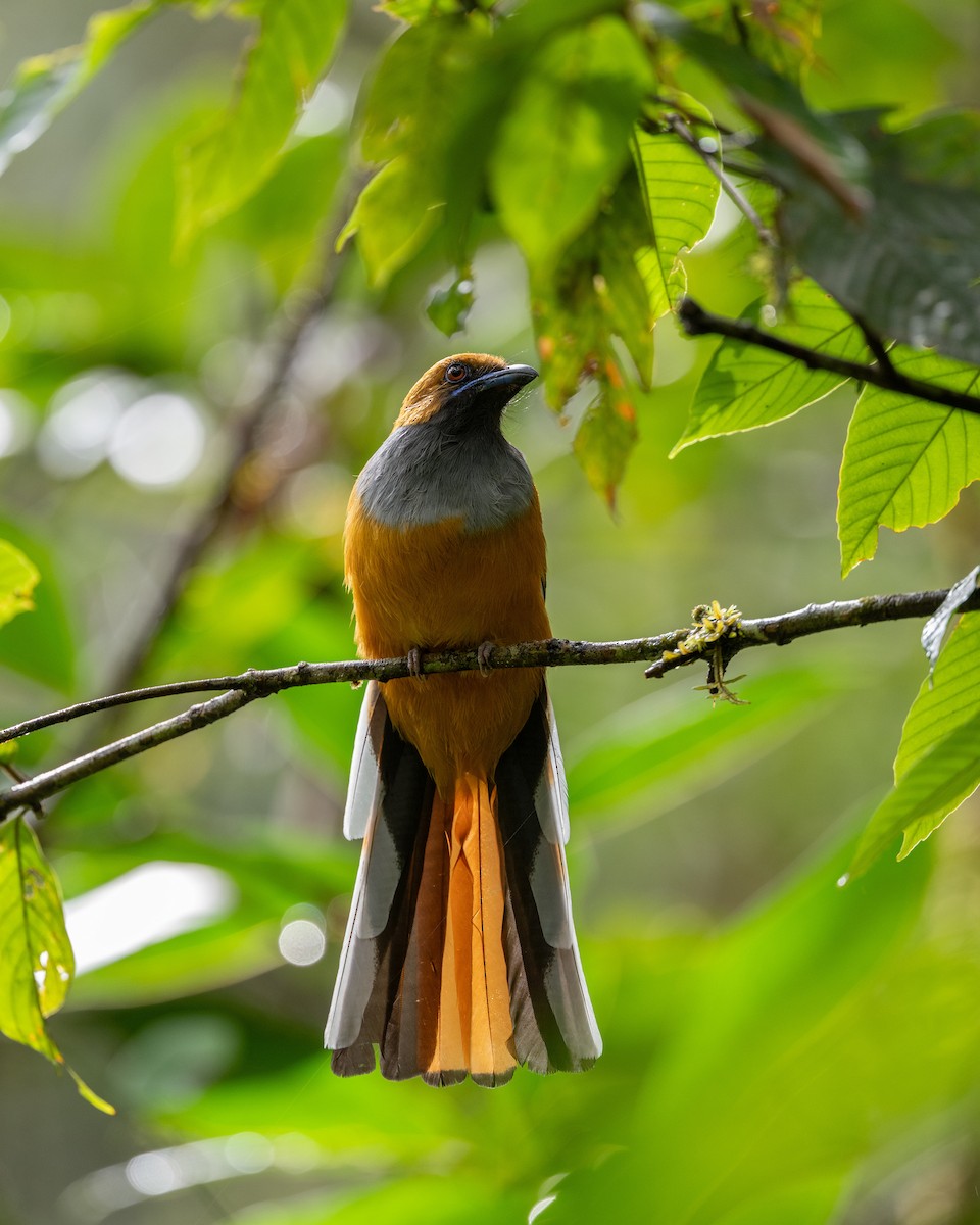 Whitehead's Trogon - ML644082464