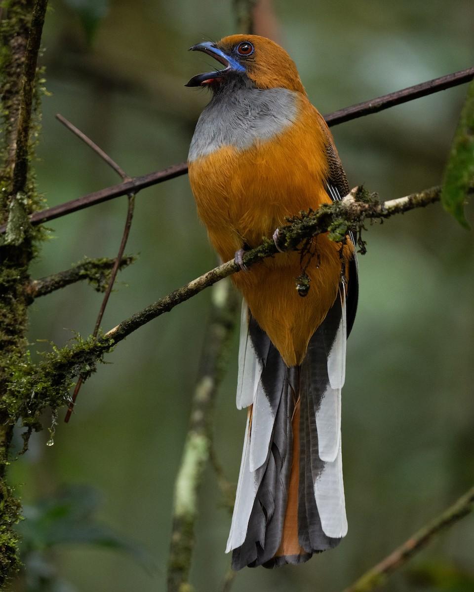 Whitehead's Trogon - ML644082465