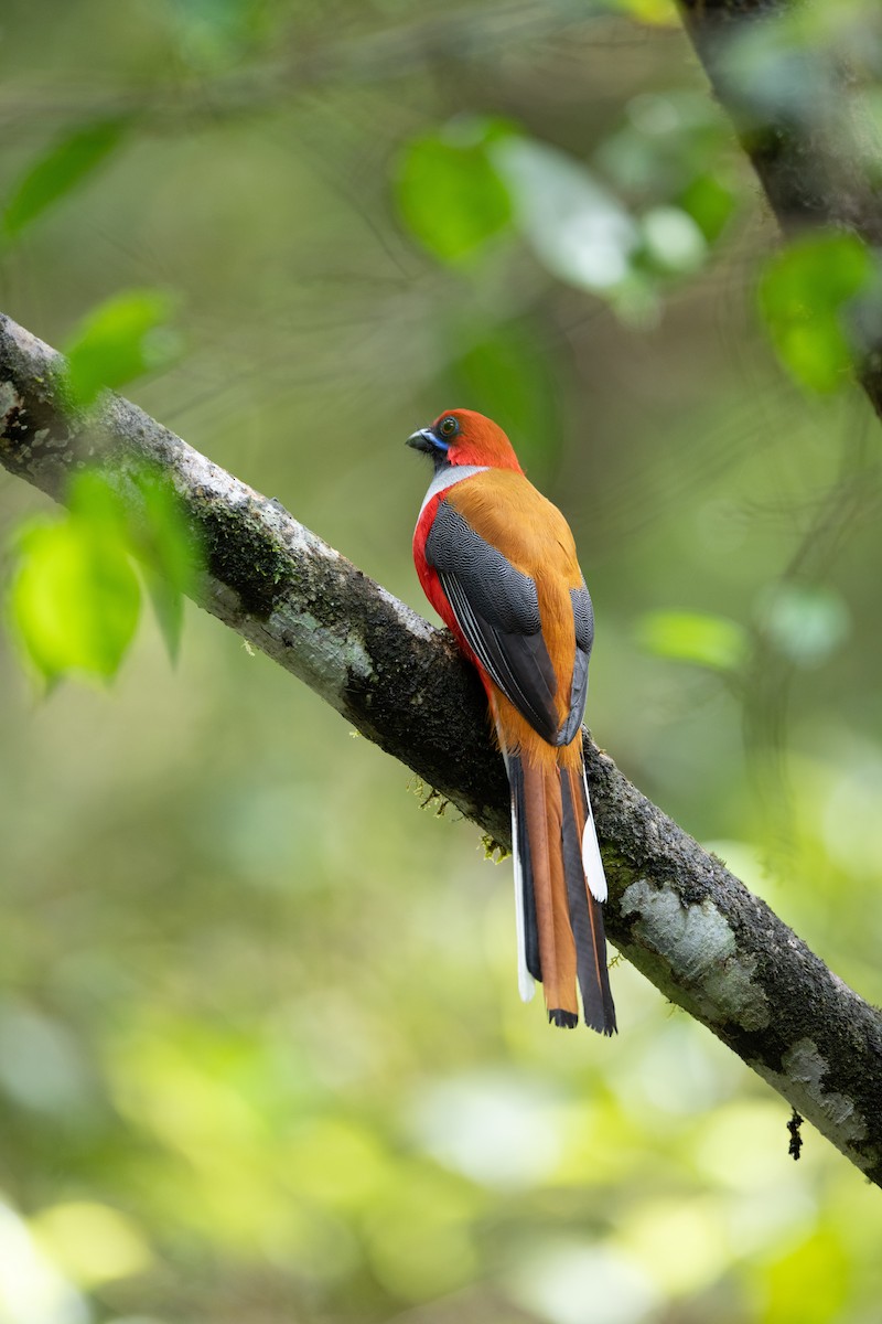 Whitehead's Trogon - ML644082466