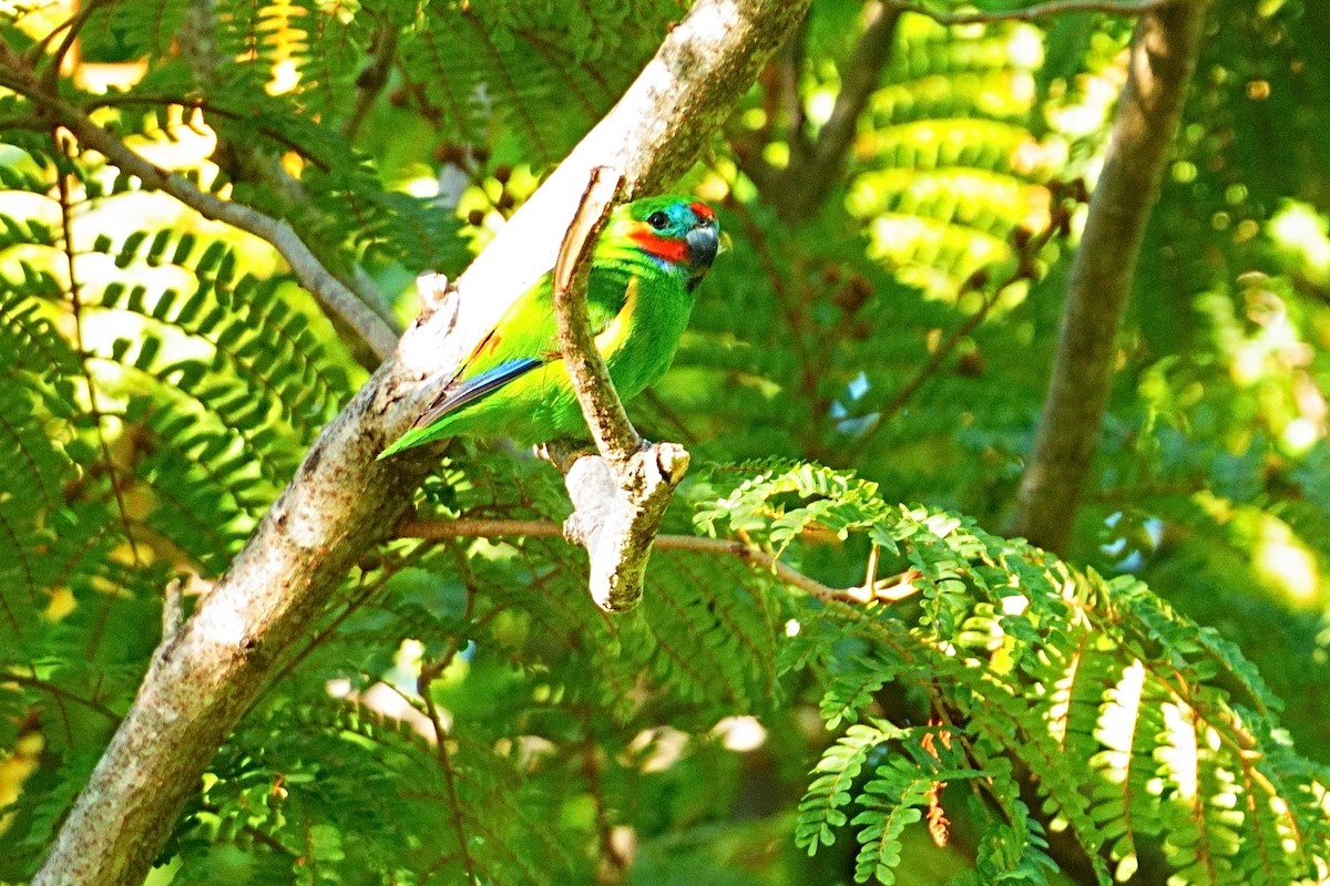 Double-eyed Fig-Parrot - ML644082467