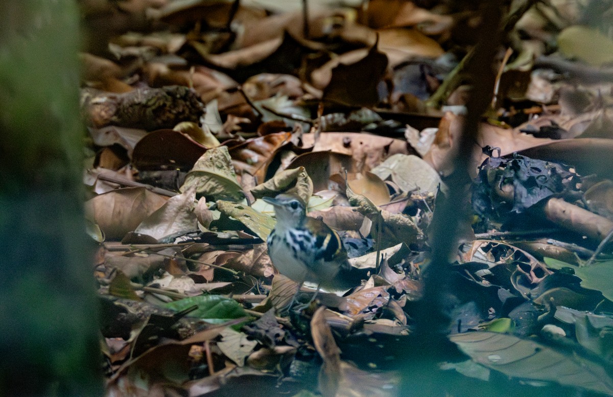 Banded Antbird - ML644082471