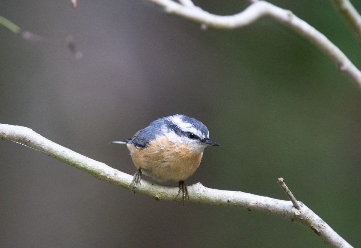 Red-breasted Nuthatch - ML644082473