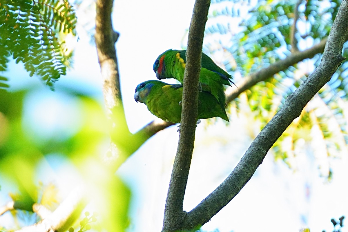 Double-eyed Fig-Parrot - ML644082474