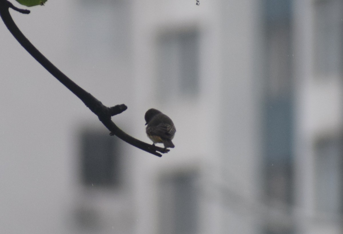 Vermilion Flycatcher (Austral) - ML644082520