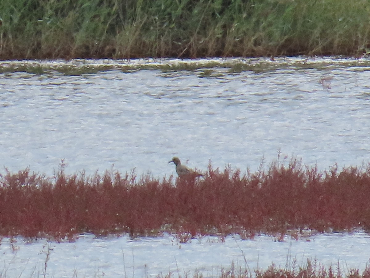 kulík bledý - ML644082530