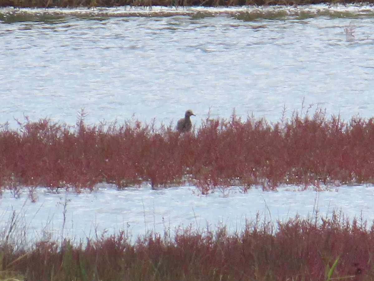 kulík bledý - ML644082532