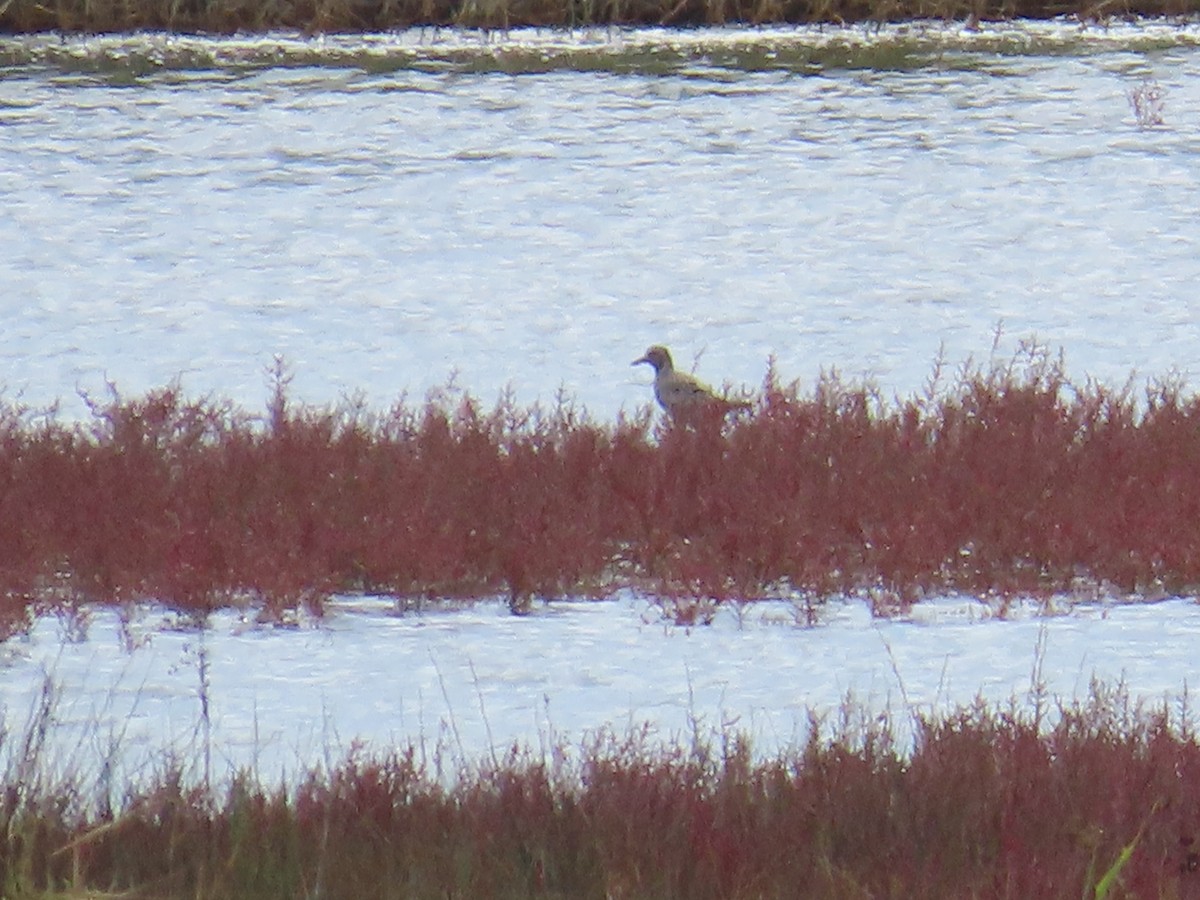 kulík bledý - ML644082533