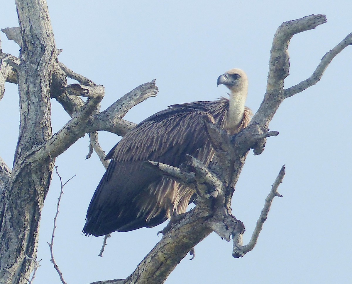 White-backed Vulture - ML644082556