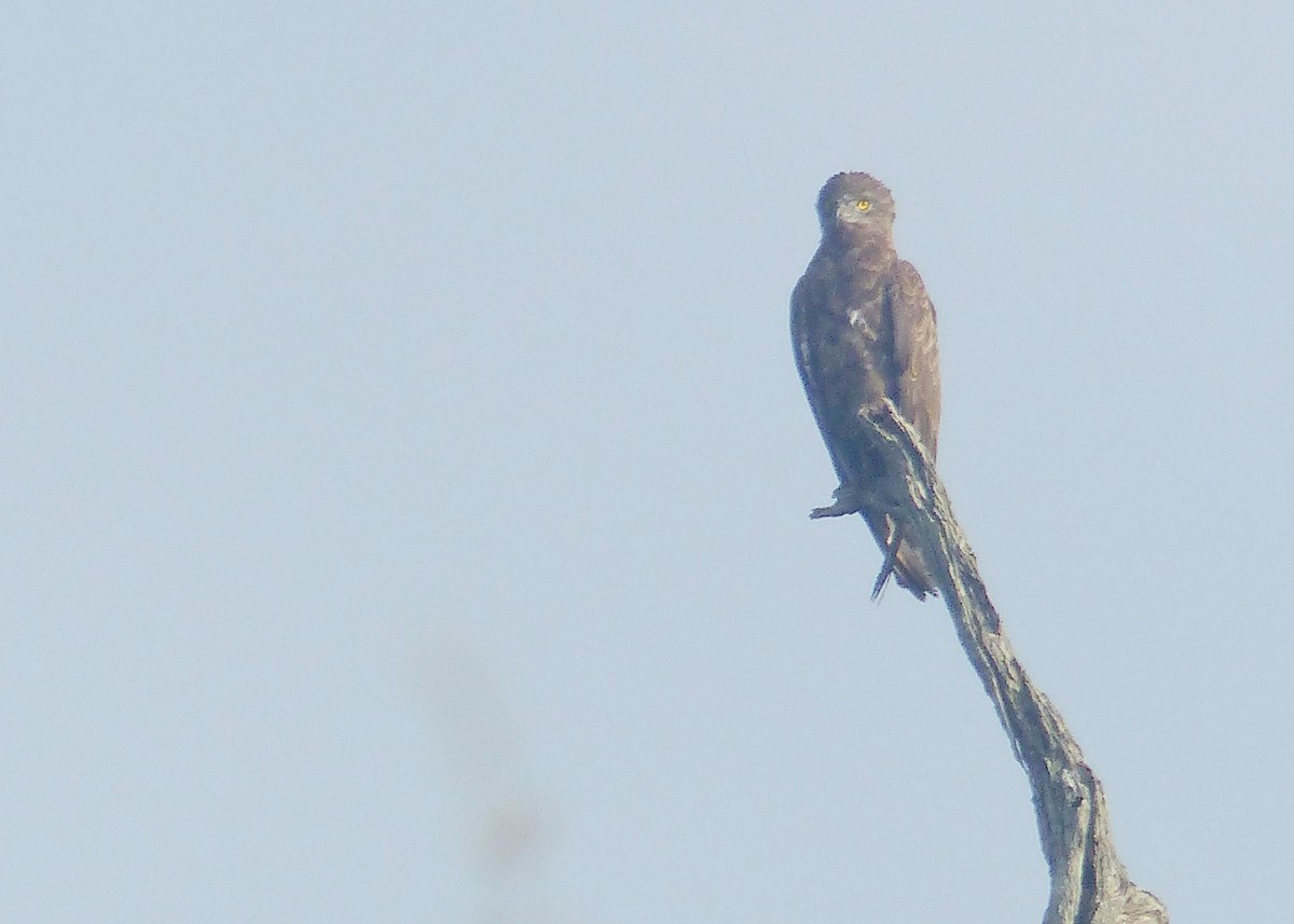 Brown Snake-Eagle - ML644082560