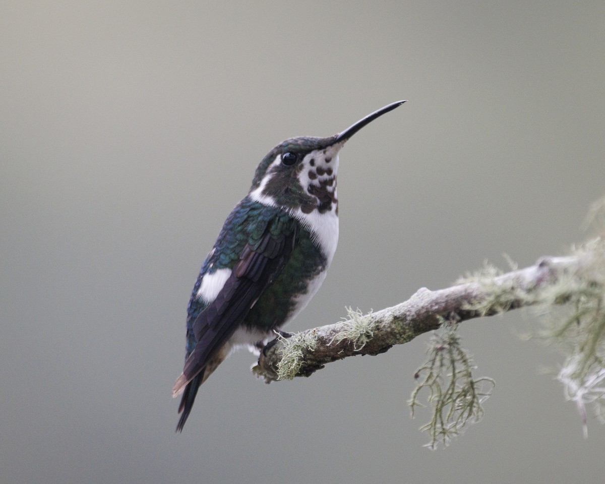 Colibrí de Mulsant - ML644082561