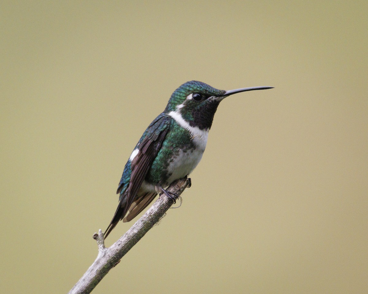 Colibrí de Mulsant - ML644082562