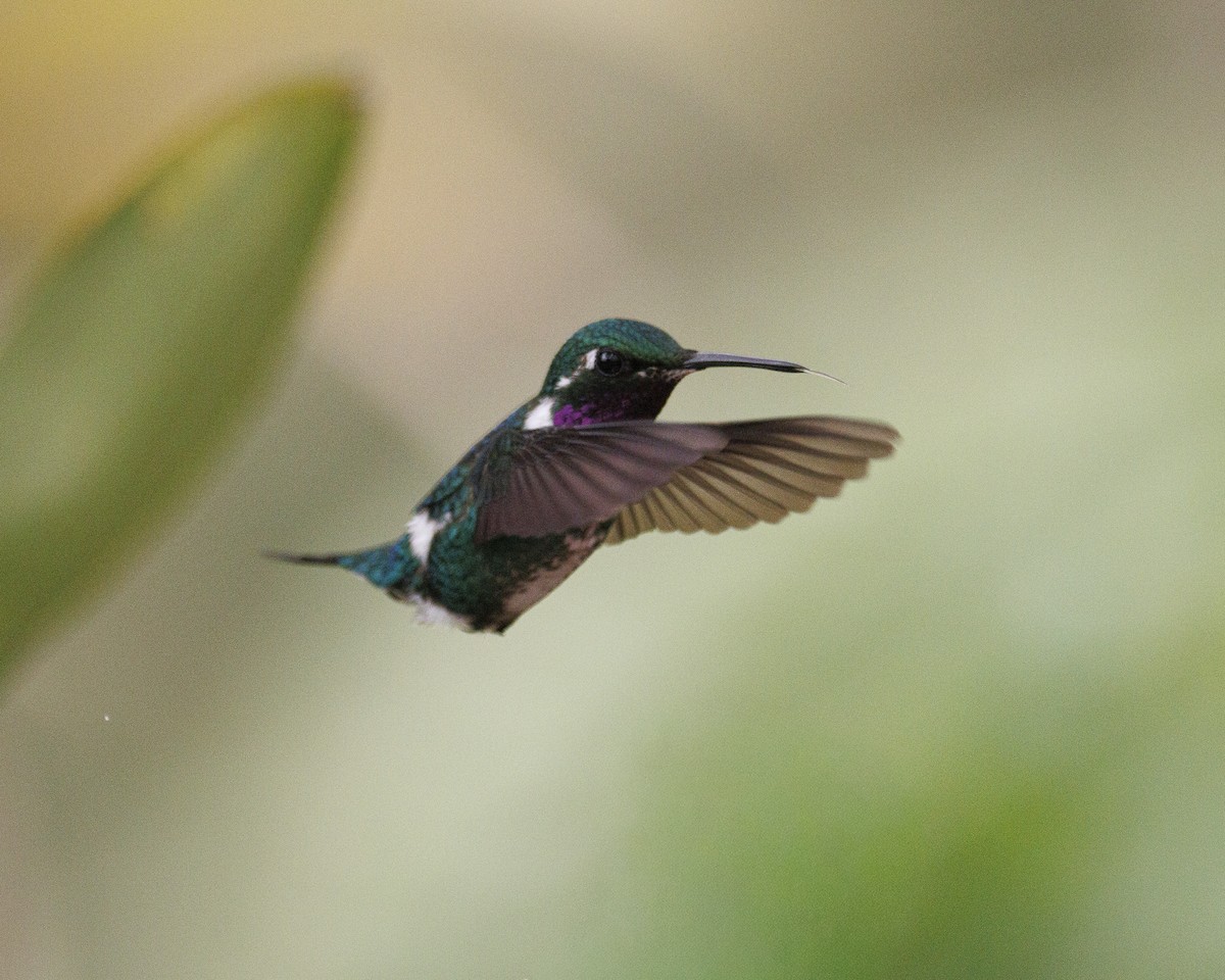 Colibrí de Mulsant - ML644082563