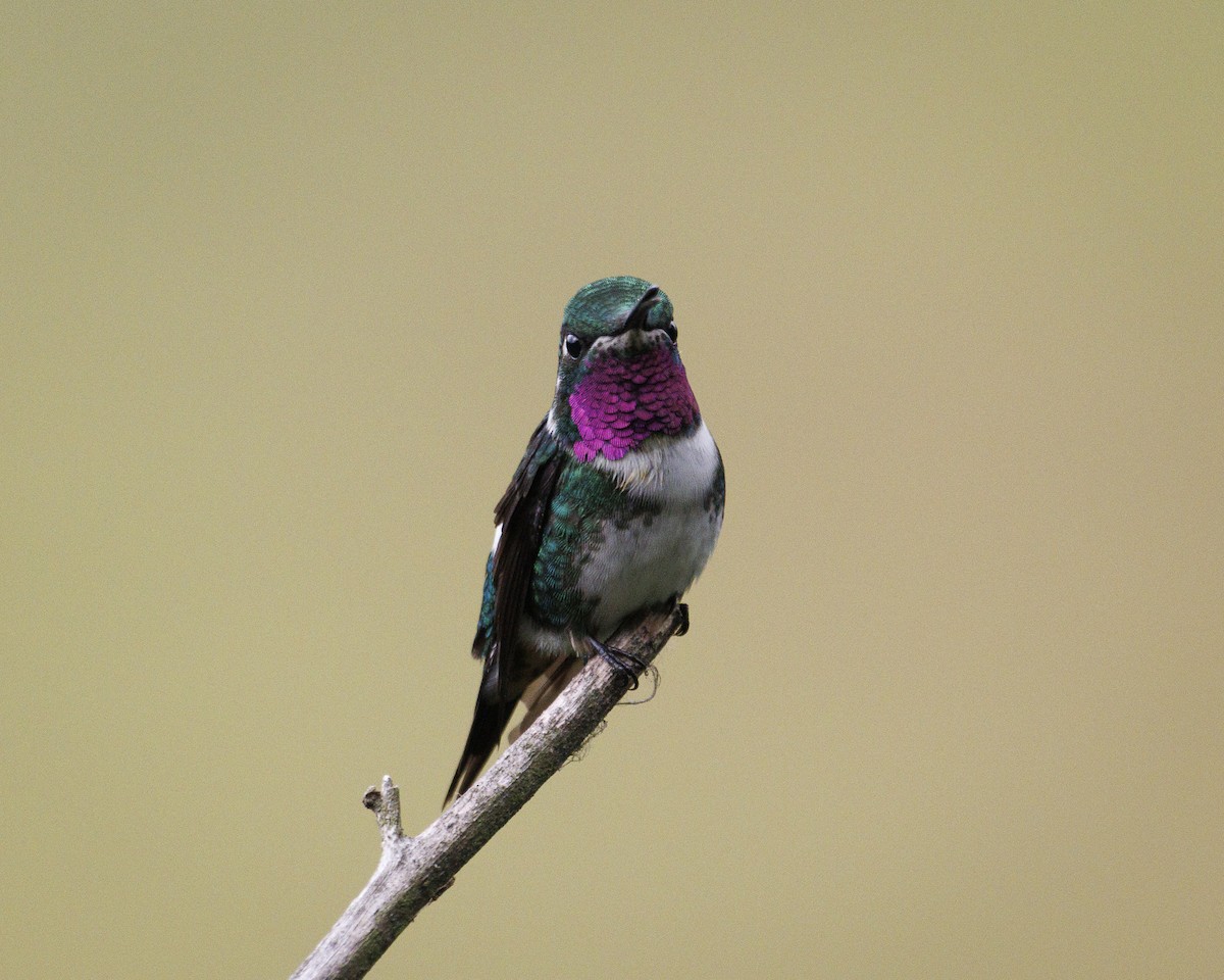 Colibrí de Mulsant - ML644082564