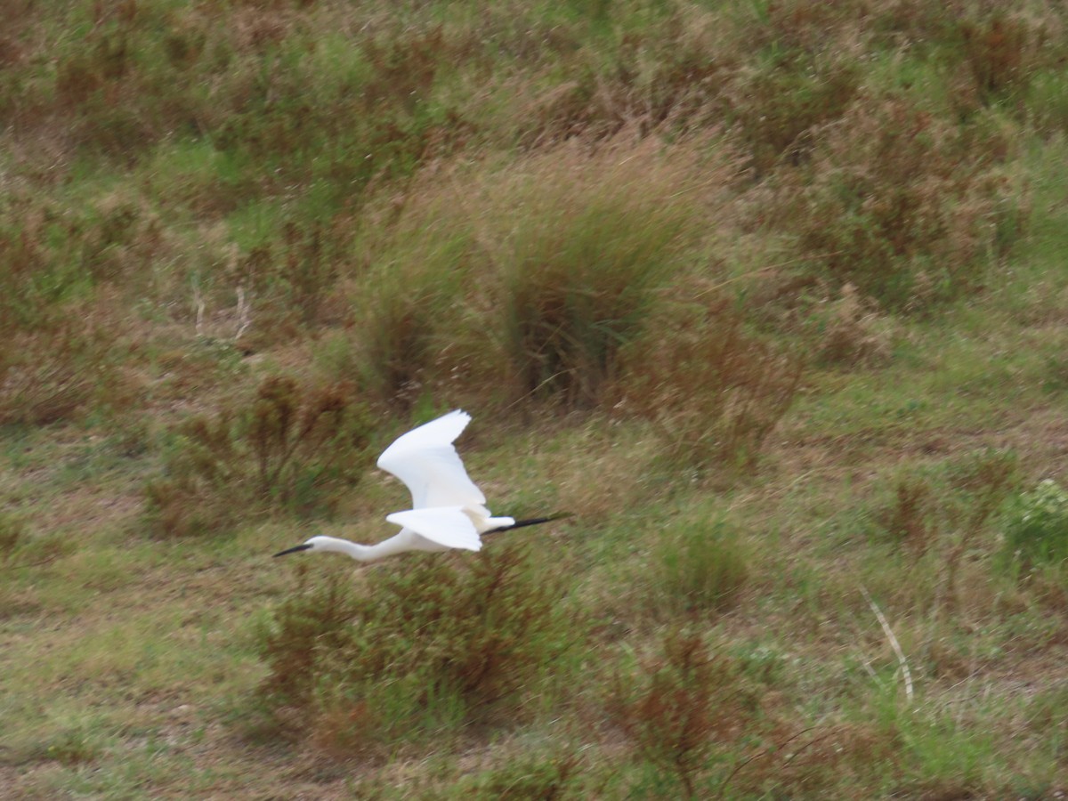 volavka stříbřitá - ML644082571