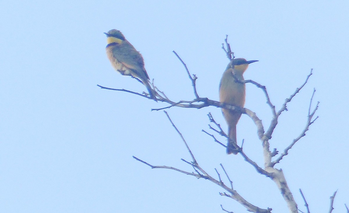 Бджолоїдка карликова - ML644082584