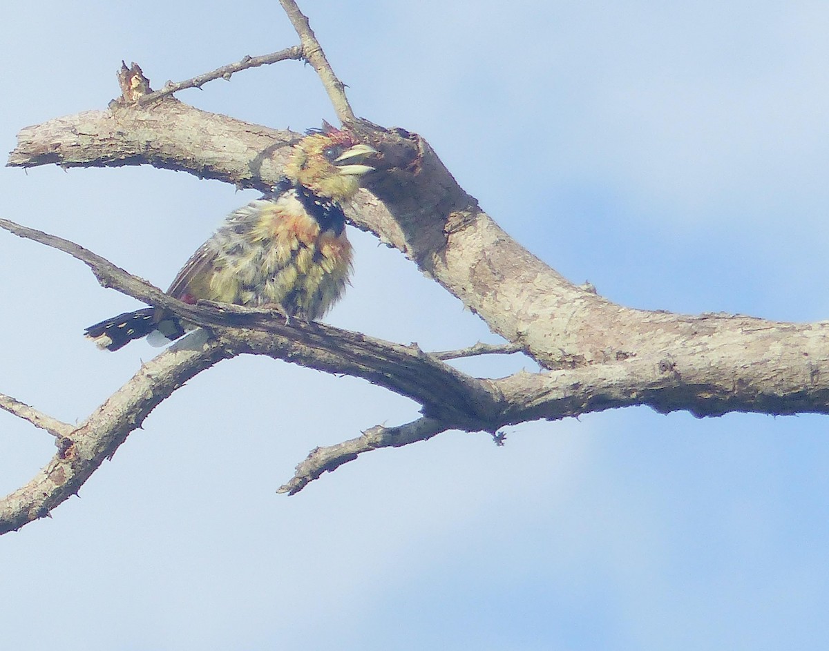 Crested Barbet - ML644082591