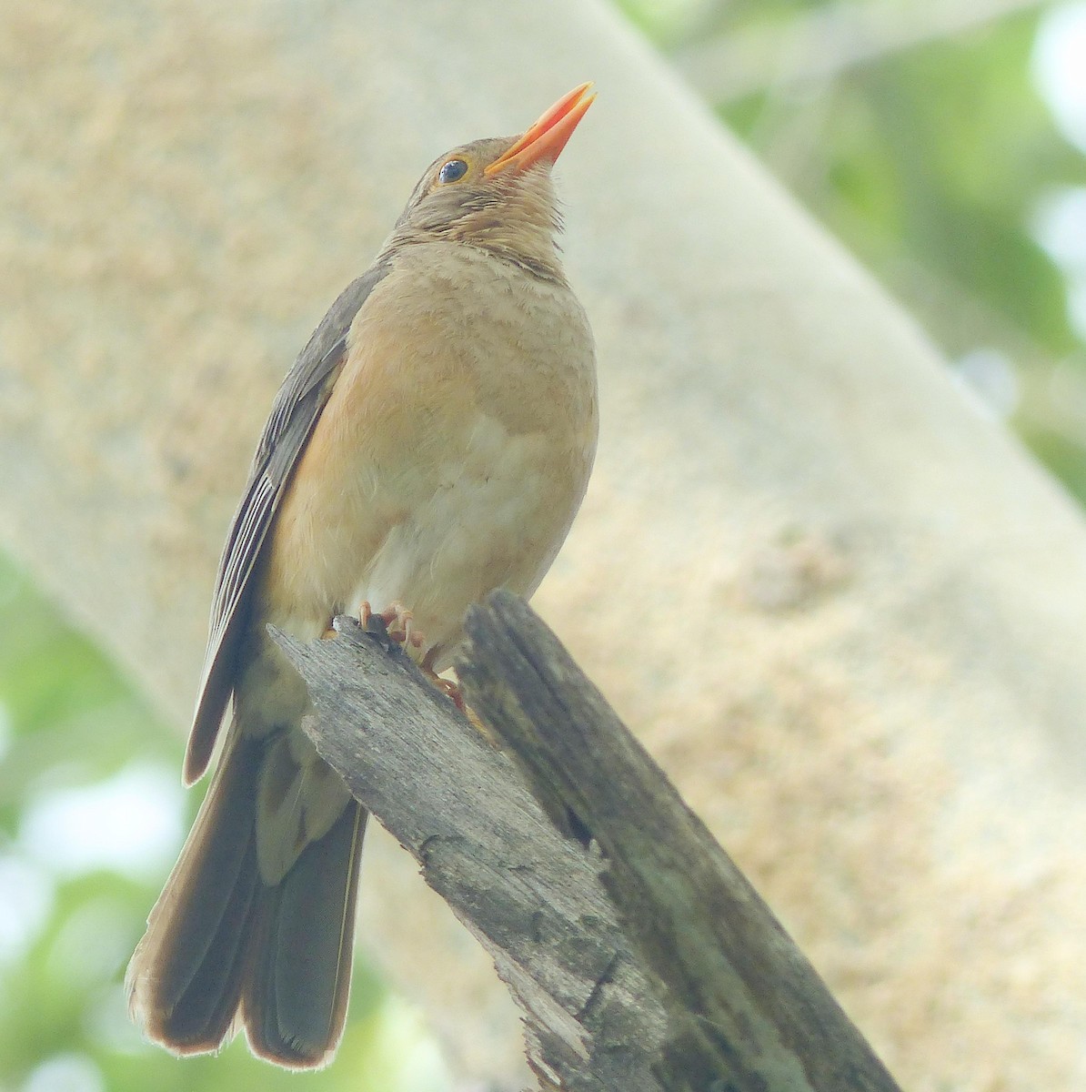 Karoo Thrush - ML644082608