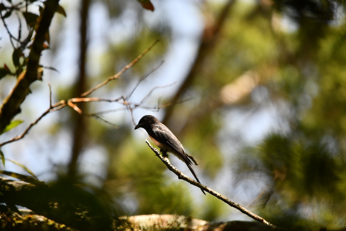 drongo kouřový - ML644082612