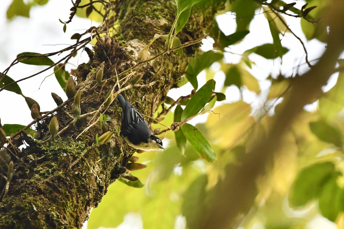 Blue Nuthatch - ML644082651