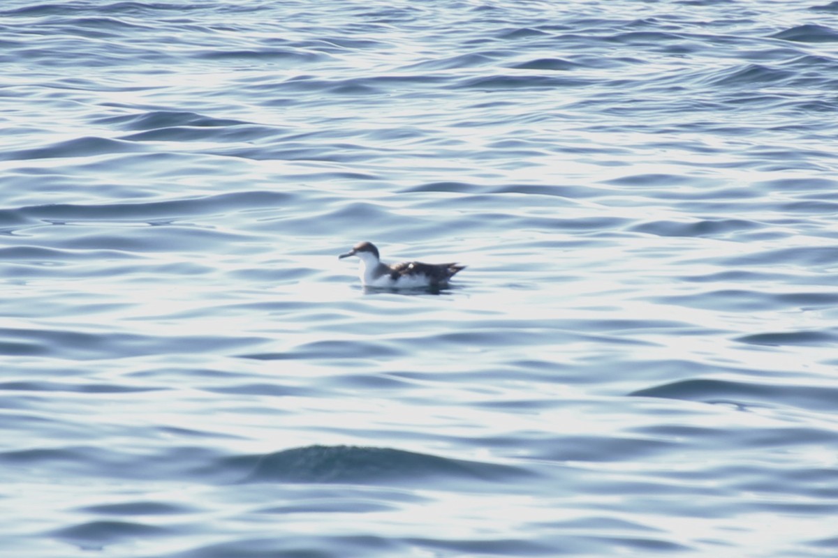 Great Shearwater - ML644082652