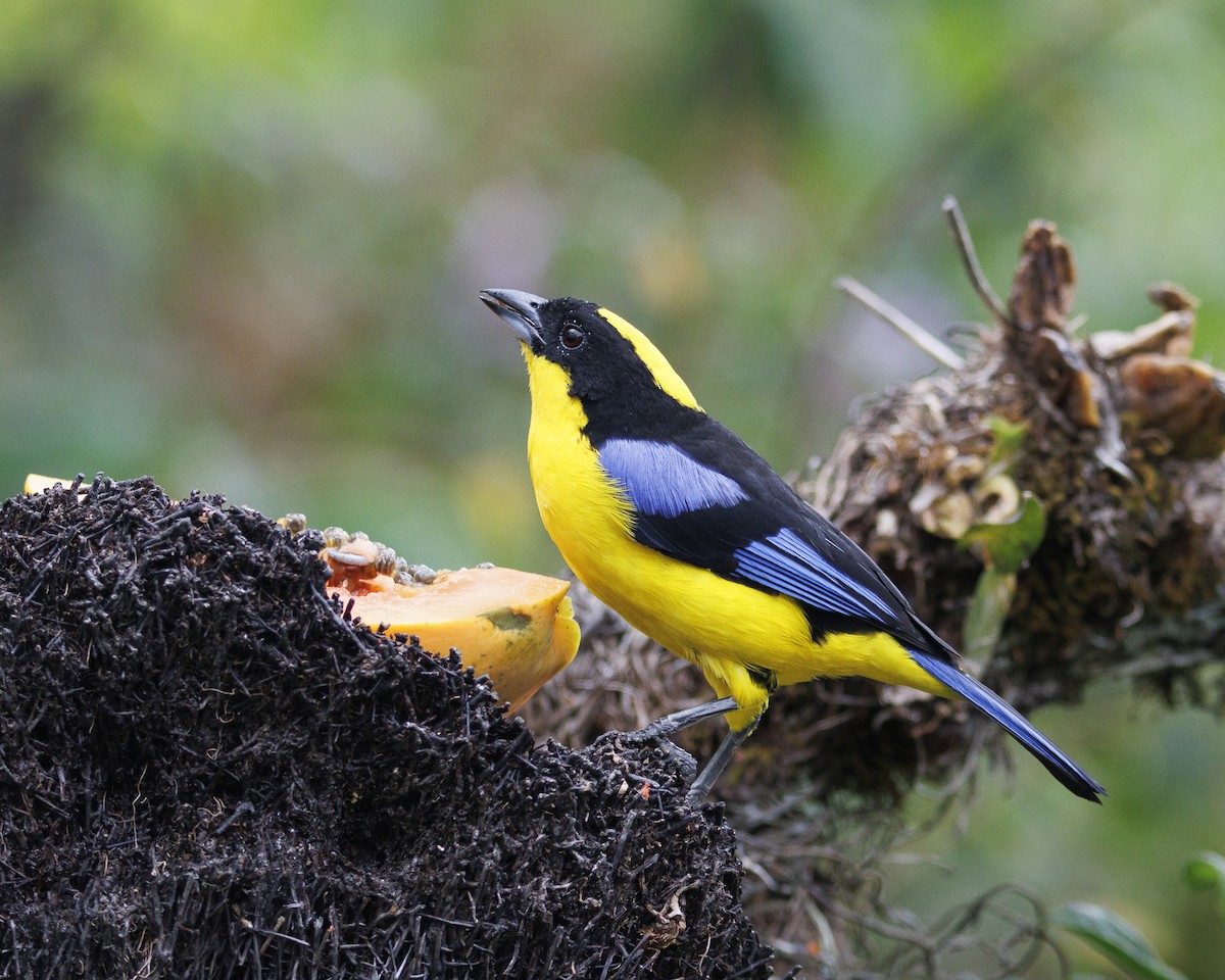 Blue-winged Mountain Tanager - ML644082664