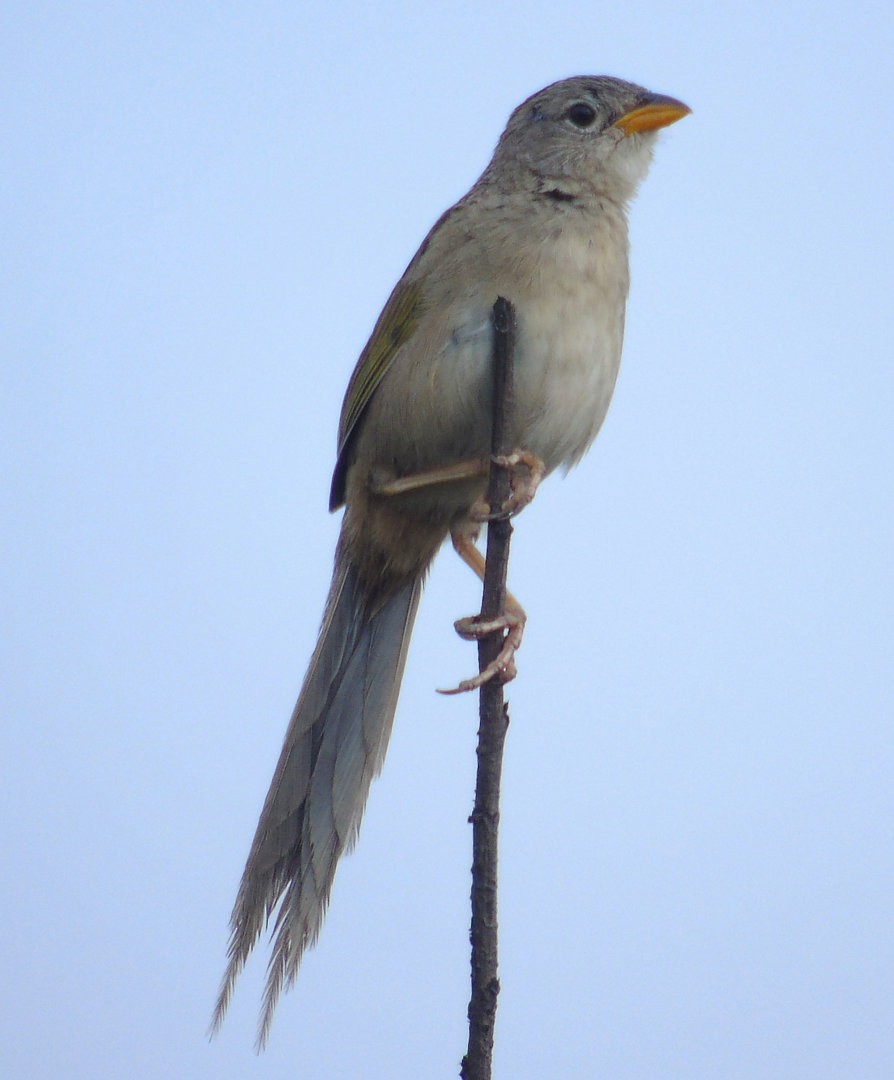 Wedge-tailed Grass-Finch - ML644082665