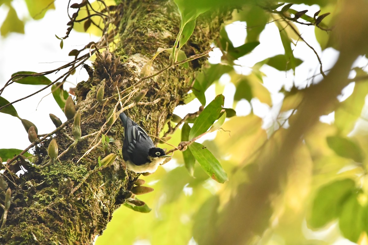 Blue Nuthatch - ML644082668