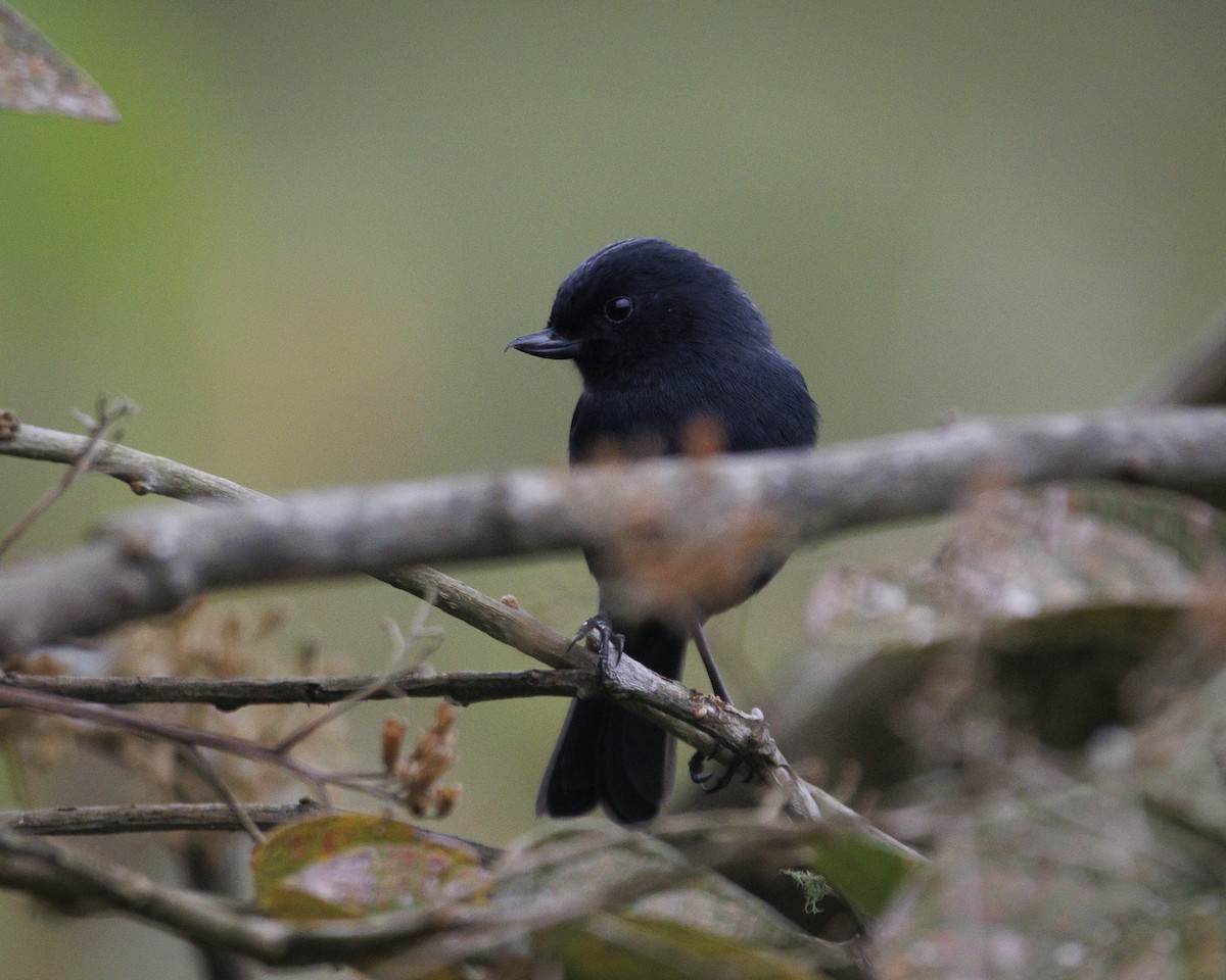 White-sided Flowerpiercer - ML644082672