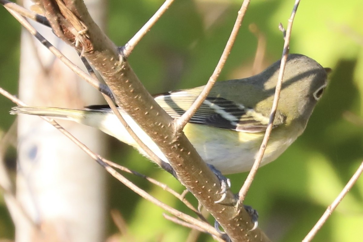 Blue-headed Vireo - ML644082675